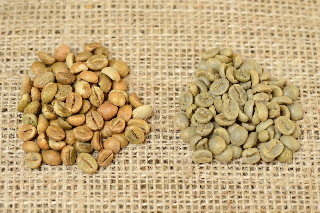 Arábica y Robusta, te explicamos las diferencias…